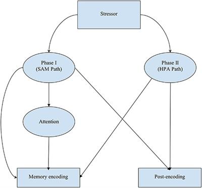 The Dynamic and Fragile Nature of Eyewitness Memory Formation: Considering Stress and Attention